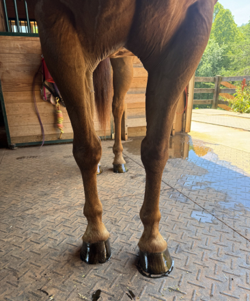 HorseID: 2314068 Triton - PhotoID: 1101972