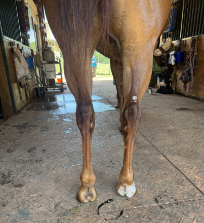 HorseID: 2314068 Triton - PhotoID: 1101973