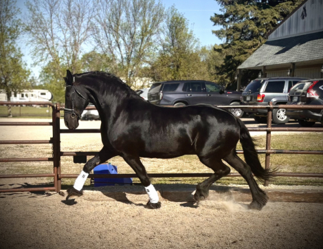 HorseID: 2314075 Naatje P. - PhotoID: 1102234
