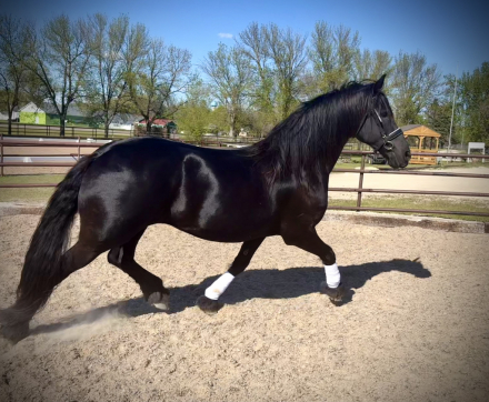HorseID: 2314075 Naatje P. - PhotoID: 1102235