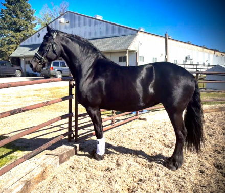HorseID: 2314075 Naatje P. - PhotoID: 1102236