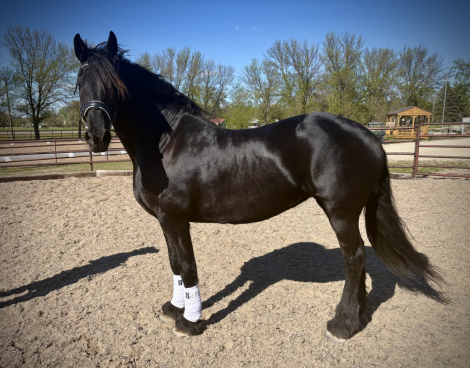 HorseID: 2314075 Naatje P. - PhotoID: 1102237