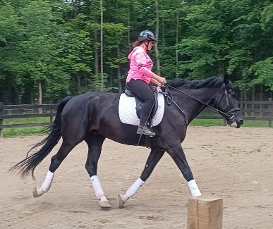HorseID: 2314117 Kingsland - PhotoID: 1102332