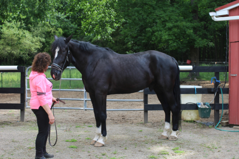 HorseID: 2314117 Kingsland - PhotoID: 1102333