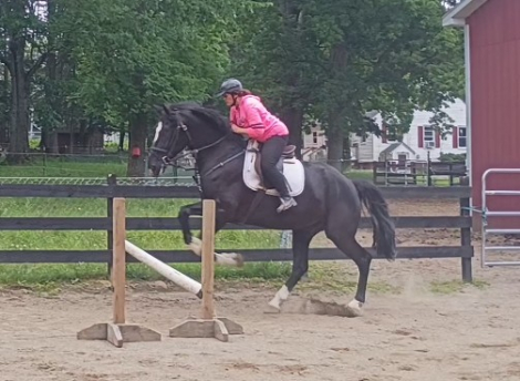 HorseID: 2314117 Kingsland - PhotoID: 1102334