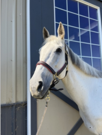 HorseID: 2314128 Fonzarriffic - PhotoID: 1099731