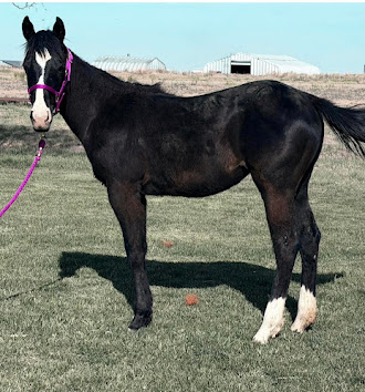 HorseID: 2314240 Harley Quinn's Dream - PhotoID: 1100808