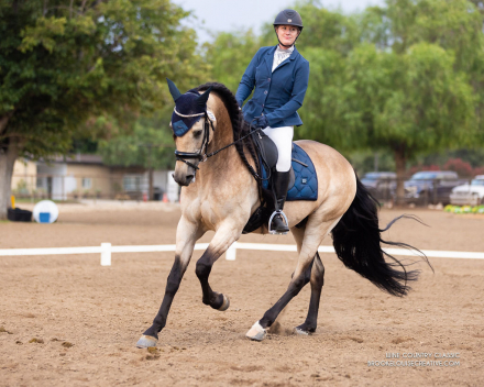 HorseID: 2314276 Don Divo 2012 - PhotoID: 1101403