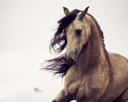 HorseID: 2314276 Don Divo 2012 - PhotoID: 1101404