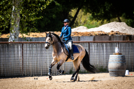HorseID: 2314276 Don Divo 2012 - PhotoID: 1101405