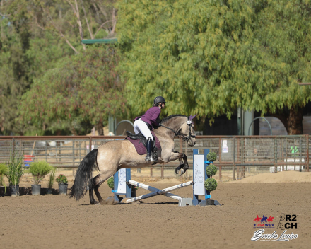 HorseID: 2314276 Don Divo 2012 - PhotoID: 1101406