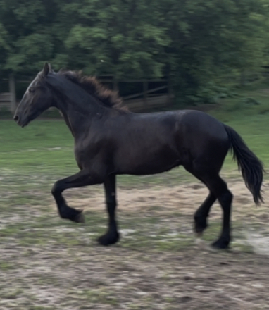 HorseID: 2314278 Clifford purebred Friesian: reduced! - PhotoID: 1103250