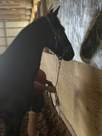 HorseID: 2314278 Clifford purebred Friesian: reduced! - PhotoID: 1103251
