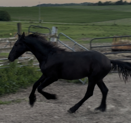 HorseID: 2314278 Clifford purebred Friesian: reduced! - PhotoID: 1103252