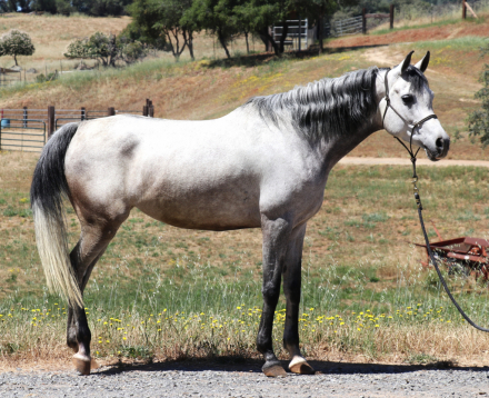 HorseID: 2314280 Azalea Al Azeem - PhotoID: 1101408