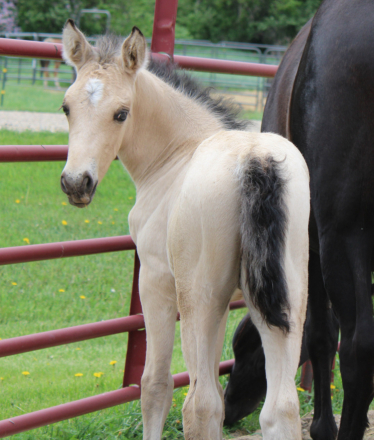 HorseID: 2314331 NSS 2026 Buckskin Colt - PhotoID: 1101349