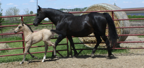 HorseID: 2314334 Troikas Starry Night - PhotoID: 1101278
