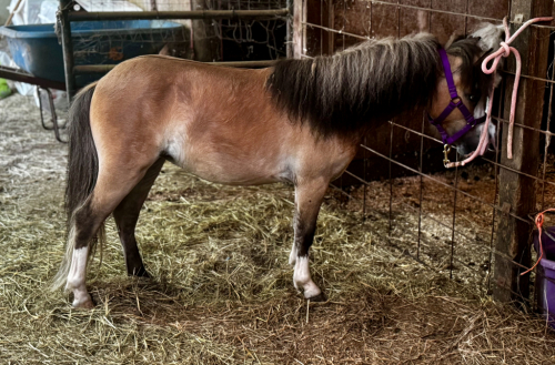 HorseID: 2314480 Elusive Melody of Antares - PhotoID: 1101433