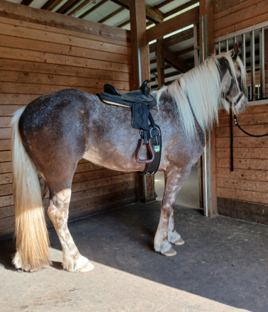 HorseID: 2314543 'Whiskey's Silver Dream' GORGEOUS SILVER DAPPLE - PhotoID: 1101808