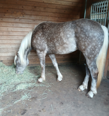 HorseID: 2314543 'Whiskey's Silver Dream' GORGEOUS SILVER DAPPLE - PhotoID: 1101809