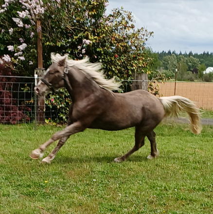 HorseID: 2314543 'Whiskey's Silver Dream' GORGEOUS SILVER DAPPLE - PhotoID: 1101810