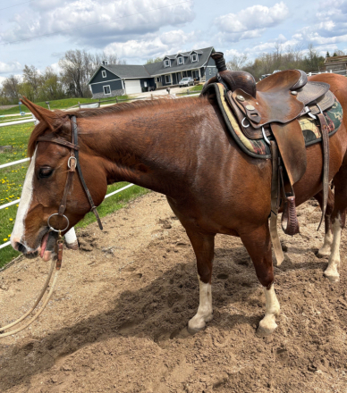 HorseID: 2314639 Tilly - PhotoID: 1100407