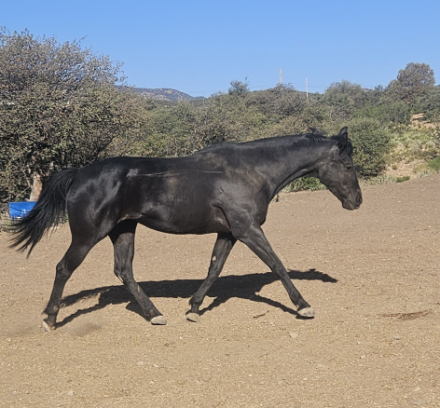 HorseID: 2314667 Miracles contender Black aqha broodmare - PhotoID: 1102041