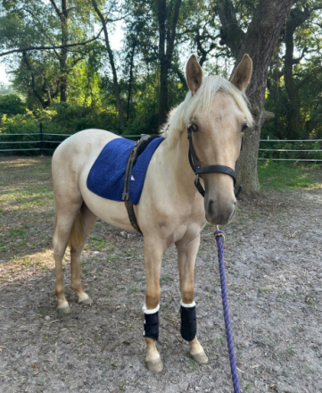 HorseID: 2314669 Golden Candy Girl - PhotoID: 1100449