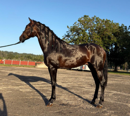 HorseID: 2314707 Caprichoso N - PhotoID: 1101955