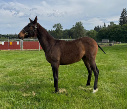 HorseID: 2314712 Several Filly's - PhotoID: 1101956