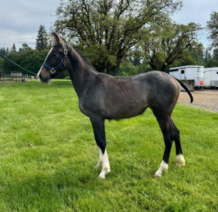 HorseID: 2314712 Several Filly's - PhotoID: 1101957