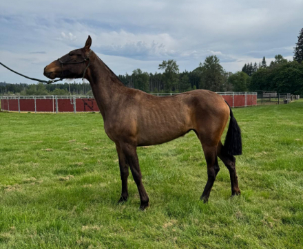 HorseID: 2314712 Several Filly's - PhotoID: 1101958