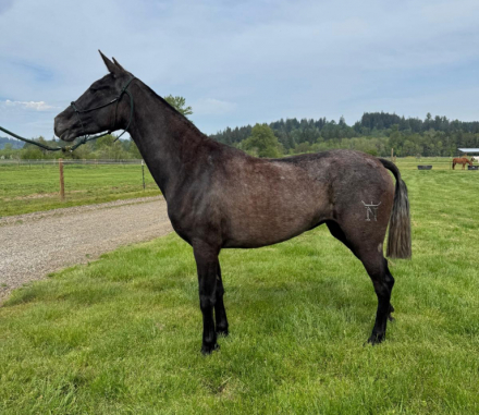 HorseID: 2314712 Several Filly's - PhotoID: 1101959