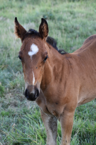 HorseID: 2314753 CAT CAN DRIFT - PhotoID: 1100558