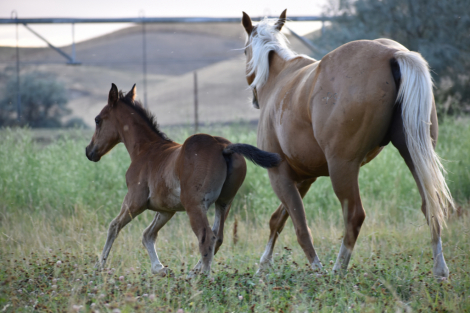 HorseID: 2314753 CAT CAN DRIFT - PhotoID: 1100559