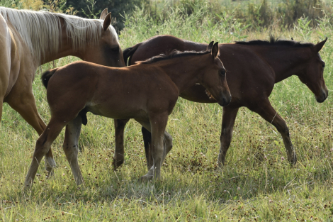HorseID: 2314753 CAT CAN DRIFT - PhotoID: 1100560