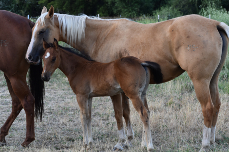 HorseID: 2314753 CAT CAN DRIFT - PhotoID: 1100561