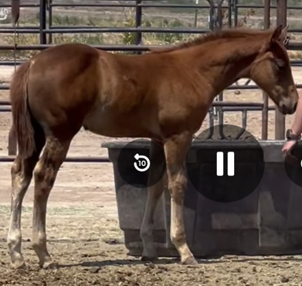 HorseID: 2314768 Call Me A Tucker - PhotoID: 1101612