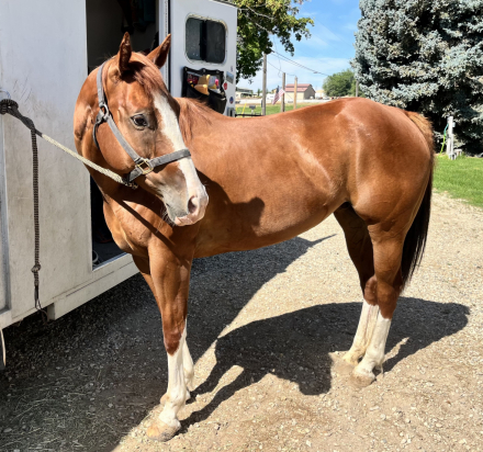 HorseID: 2314790 Sis - PhotoID: 1102043