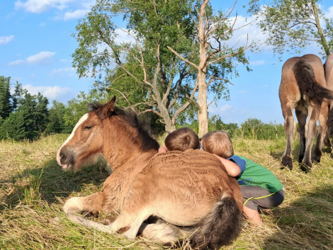 HorseID: 2314800 Bonnie - PhotoID: 1101944