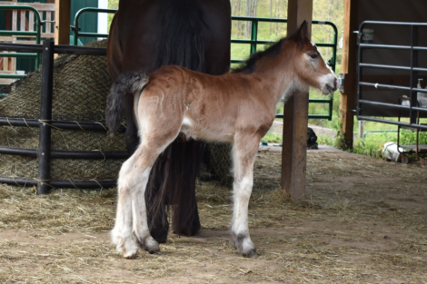 HorseID: 2314800 Bonnie - PhotoID: 1101945