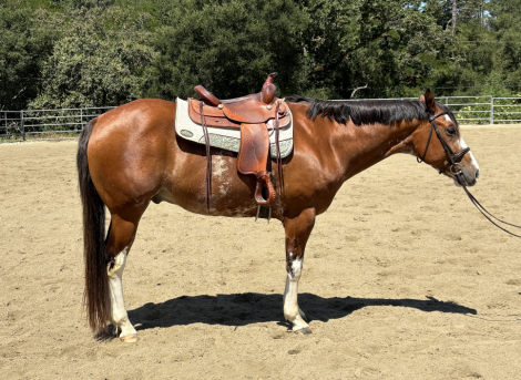 HorseID: 2314802 Johnny Cash (loper Sensation) - PhotoID: 1100618