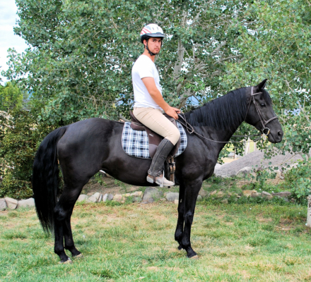 HorseID: 2314835 PHYXIUS - PhotoID: 1100658