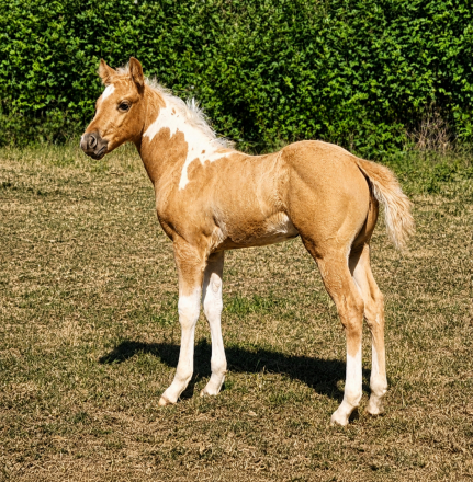 HorseID: 2314863 CR Dual N Jewels - PhotoID: 1101446