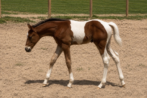 HorseID: 2314909 2026 Bay/Wht APHA Colt big barrel incentives elig - PhotoID: 1101409