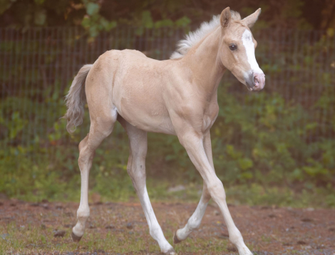 HorseID: 2314912 Flashy Cow-Bred Palomino Colt - PhotoID: 1100741