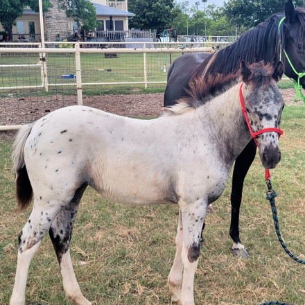 HorseID: 2314928 Etched in Luck - PhotoID: 1100779