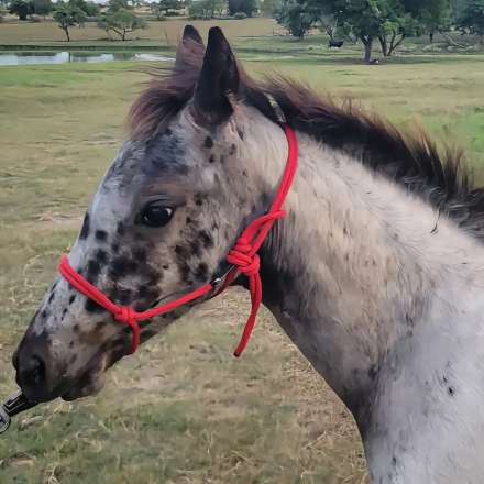 HorseID: 2314928 Etched in Luck - PhotoID: 1100780