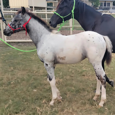 HorseID: 2314928 Etched in Luck - PhotoID: 1100781