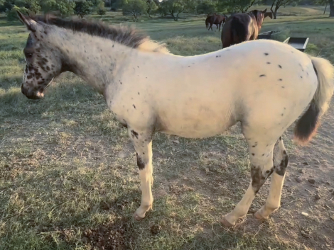 HorseID: 2314928 Etched in Luck - PhotoID: 1100782
